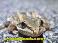 /home//u458753944/public_html/sourcegallery//Roxborough Toad Detour/2022/2022-03-17/P3170877.JPG